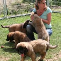 Welpen (1) 